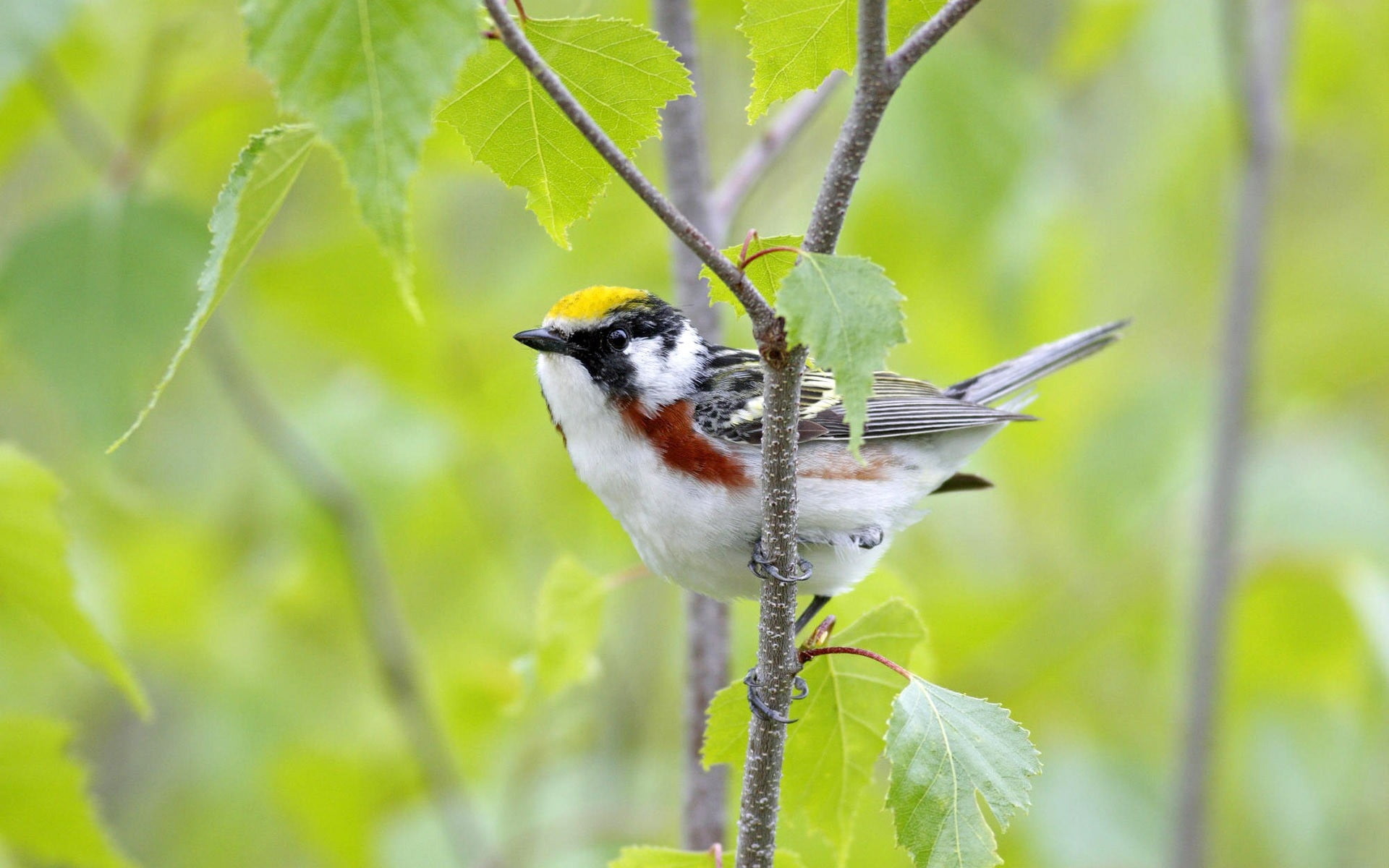 small beak bird perching on tree branch